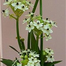 fwthumbcorporateflowers20.jpg